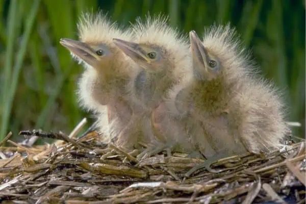 American bittern chicks (Botaurus lentiginosus) by California Department of Fish and Wildlife, CC BY 2.0